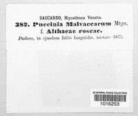 Puccinia malvacearum image